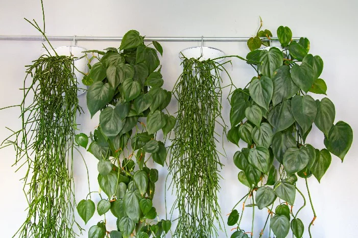 Vier Hängepflanzen an einer Stange.